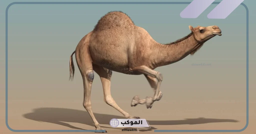 تفسير رؤية الجمل الهائج في المنام للمتزوجة 