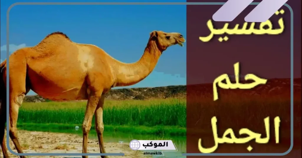 تفسير حلم الجمل يلاحقني للعزباء
