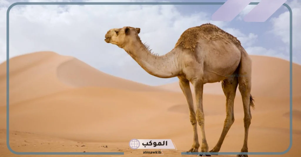 تفسير حلم رؤية الجمل في المنام يلاحقني للعزباء وفقًا لابن سيرين 6 هجوم الجمل في المنام