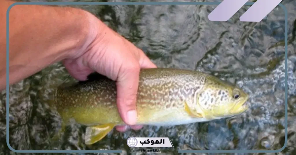 تفسير حلم صيد السمك باليد