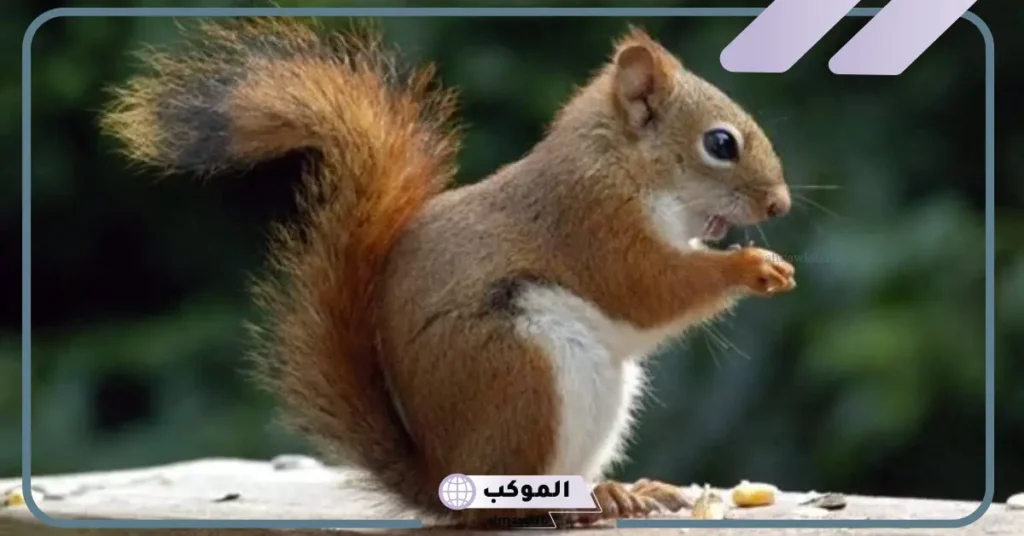 تفسير حلم السنجاب في المنام لابن سيرين والنابلسي 6 السنجاب في المنام للرجل