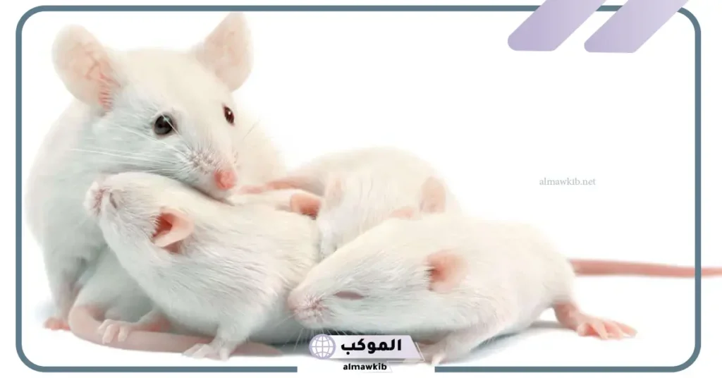 رمز الفأر الأبيض في المنام للمتزوجة