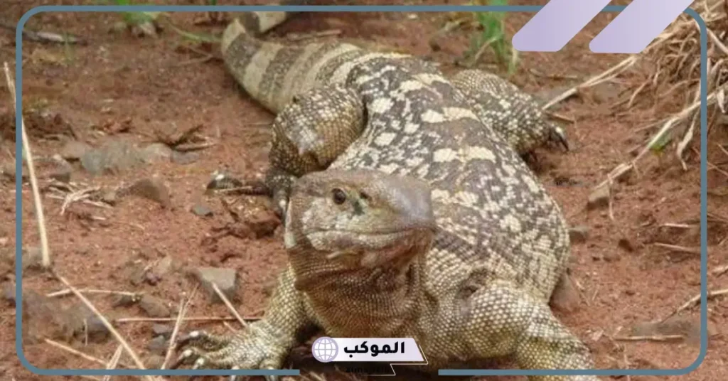 تفسير حلم رؤية حيوان الورل في المنام لابن سيرين 6 تفسير حلم الورل الأصفر