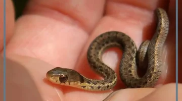 الحية الصغيرة