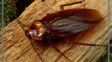 الصراصير البنية في منام المتزوجة