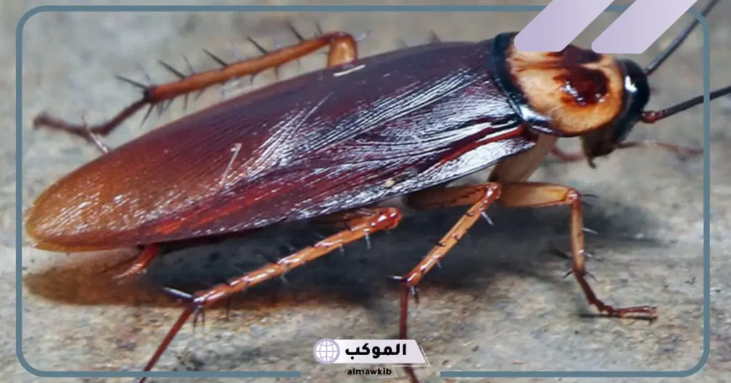 تفسير حلم الصراصير البنية للعزباء