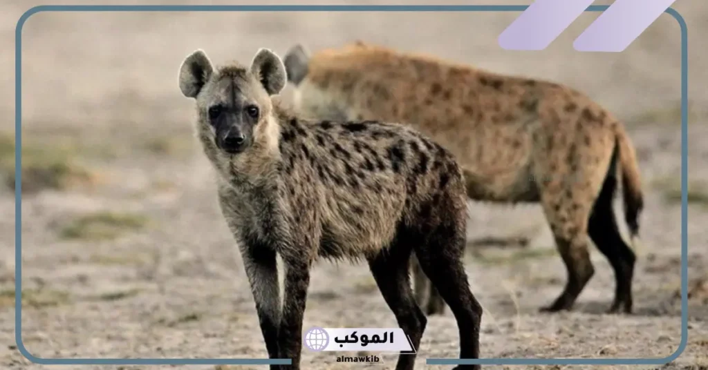 اطعام الضبع في المنام 