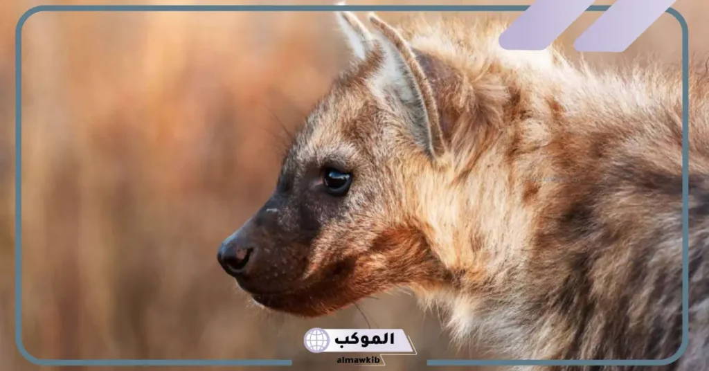 رؤية الضبع في المنام للرجل المتزوج 