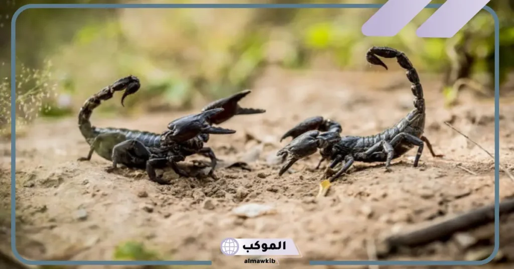 رؤية العقرب السوداء في المنام وقتلها 