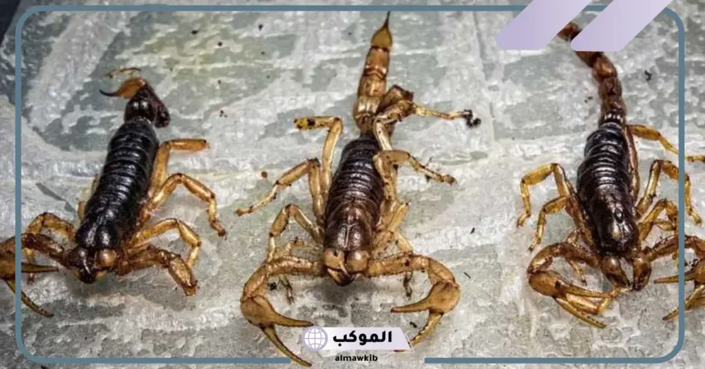 رؤية العقرب الأسود في المنام للمتزوجة 