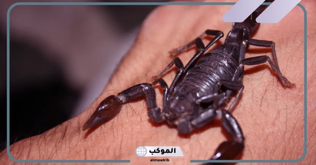 رؤية العقرب الأسود في المنام للعزباء