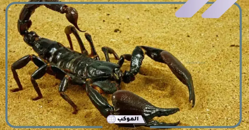 تفسير حلم العقرب الأسود للحامل