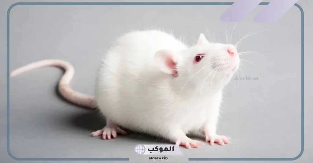 الخوف من الفأر الأبيض في المنام للعزباء 