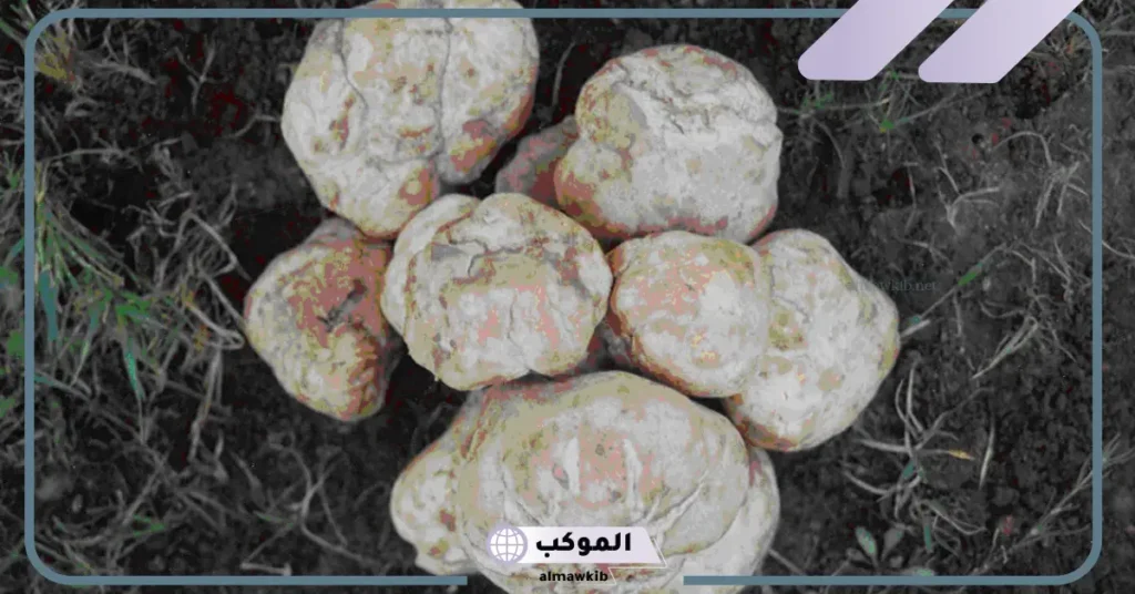 تفسير حلم الفقع للعزباء