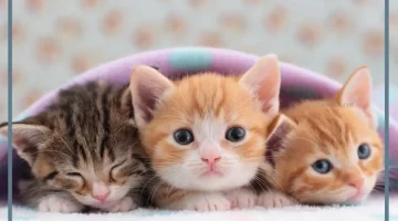 القطة في الحلم