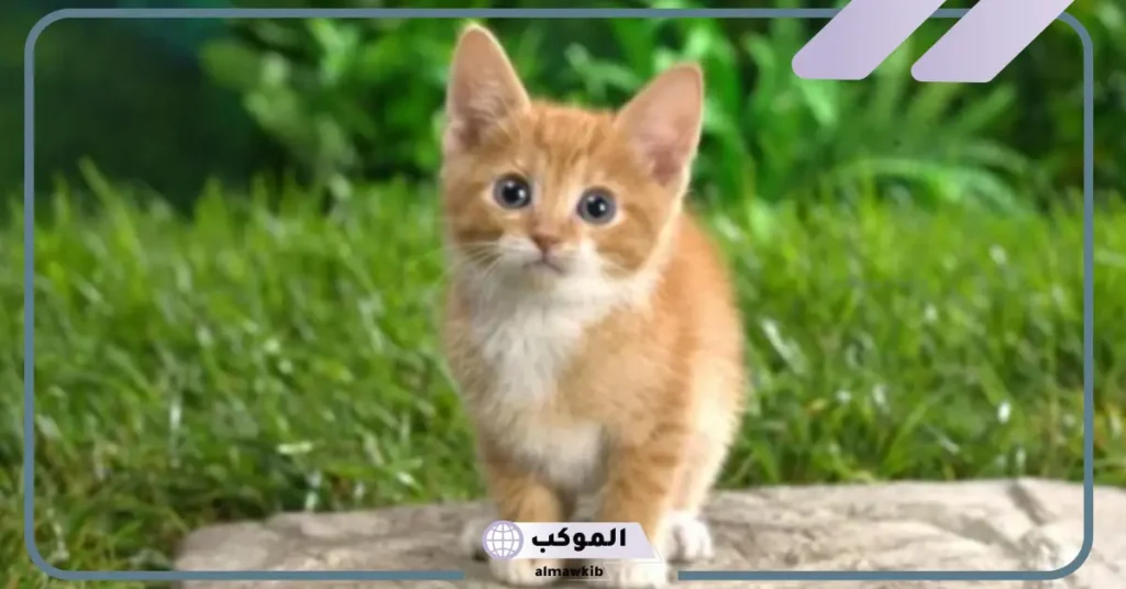 بول القطط في المنام للعزباء