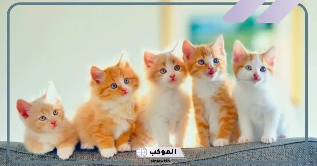 تفسير حلم ولادة القطة في المنام لابن سيرين للعزباء والمطلقة والمتزوجة 5 رؤية قطة تلد في المنام للمتزوجة