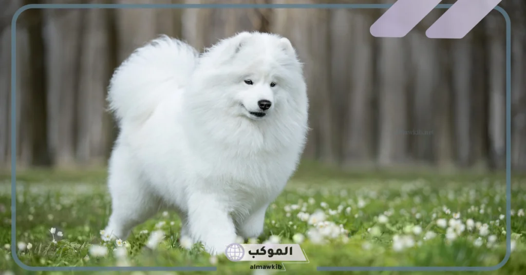 تفسير حلم الكلب الابيض في المنام والجري منه لابن سيرين 5 تفسير حلم كلاب بيضاء تهاجمني