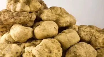 الكمأة في الحلم