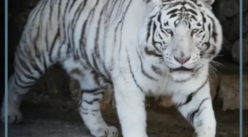 النمر الأبيض