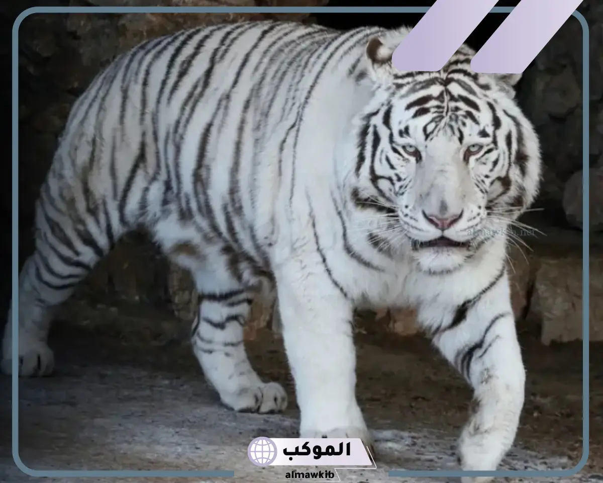 تفسير رؤية النمر الابيض في المنام