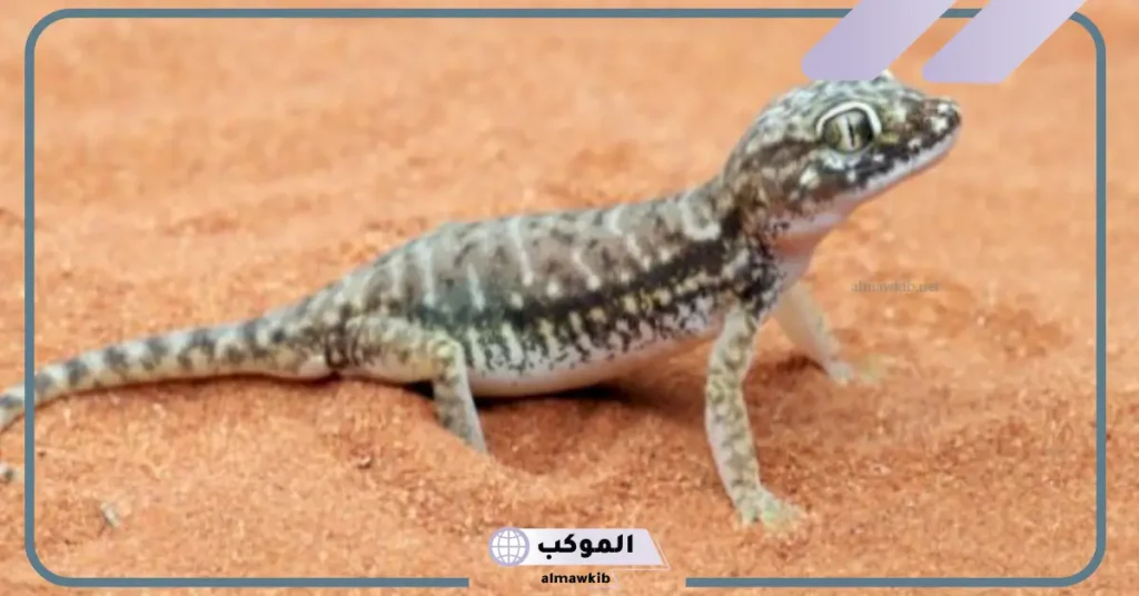 رؤية الوزغ في المنام للعزباء