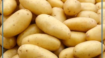 بطاطس للمرأة