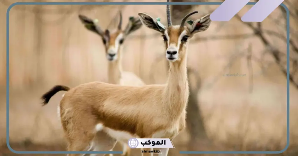 تفسير حلم الغزال في المنام وعلاقته بتحقيق الأهداف في المستقبل 6 تفسير رؤية ذبح الغزال في المنام للرجل