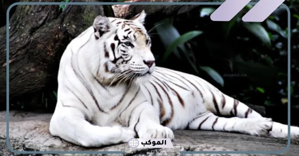 النمر في المنام بشارة خير