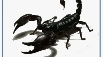 تفسير العقرب