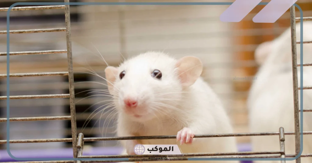 تفسير الحلم بالفأر الابيض ورؤيته في المنام للمرأة والرجل لابن سيرين 6 تفسير حلم الفأر الأبيض للرجل المتزوج