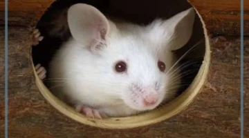 تفسير حلم الفأر الأبيض