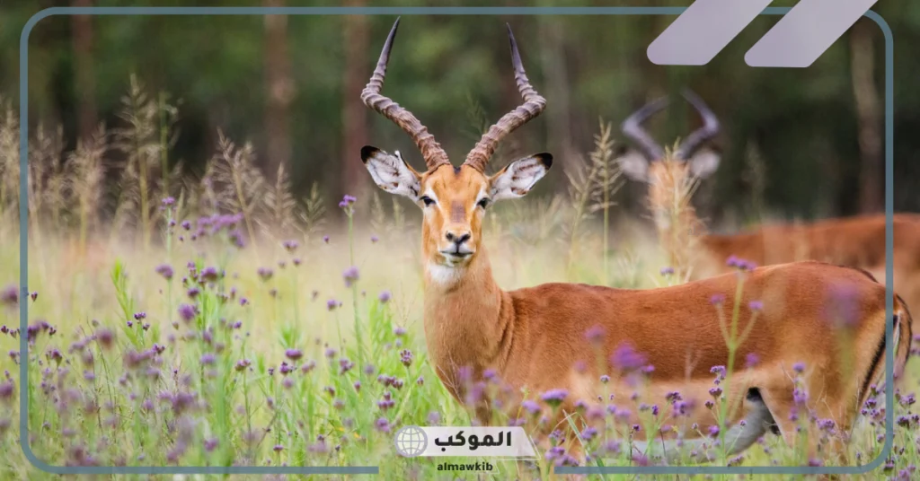 تفسير رؤية الغزال في المنام للرجل وعلاقته بتحسن الحال لابن سيرين 5 تفسير رؤية الغزال في المنام للمتزوجة