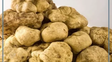 تفسير رؤية الفقع