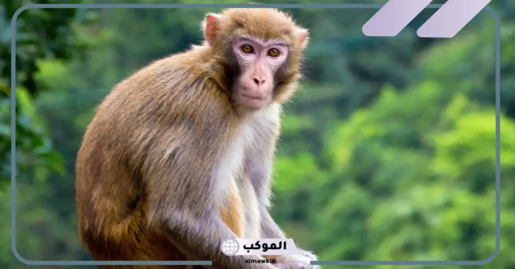 هل رؤية القرد في المنام سحر؟ تفسير حلم القرد لابن سيرين 6 رؤية القرد الأسود في المنام للمتزوجة