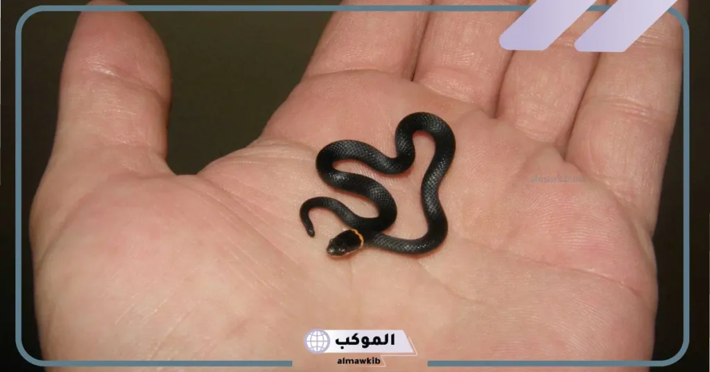 تفسير حلم رؤية حيه صغيره في المنام للمتزوجة والعزباء وفقًا لابن سيرين 5 رؤية الحية في المنام للمتزوجة