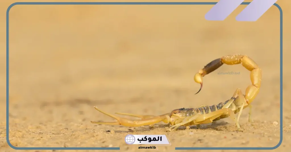 تفسير حلم العقرب الصفراء وقتلها للعزباء