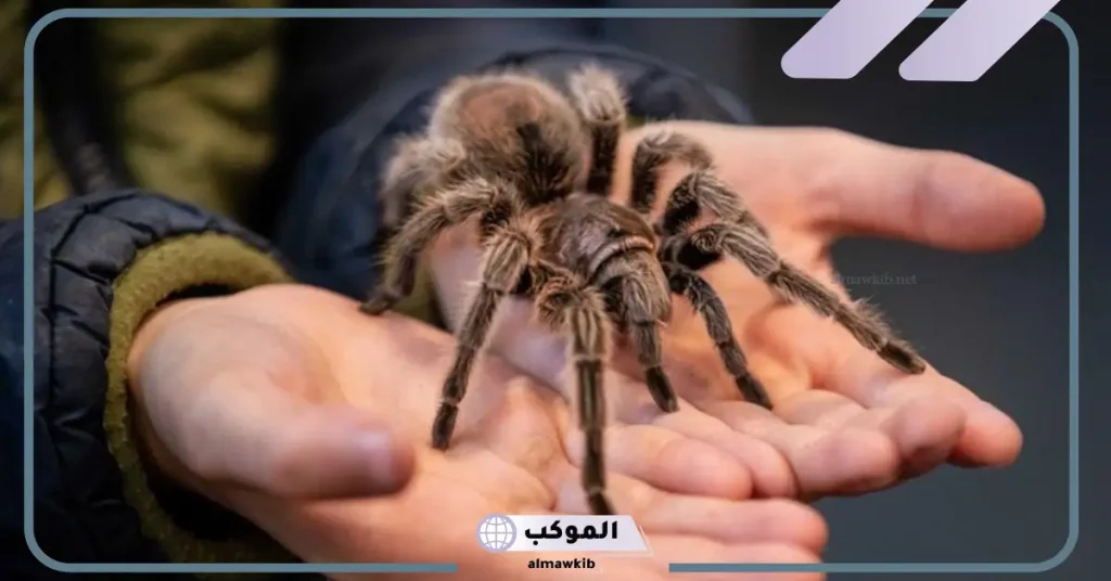 رؤية العنكبوت في المنام للمتزوجة