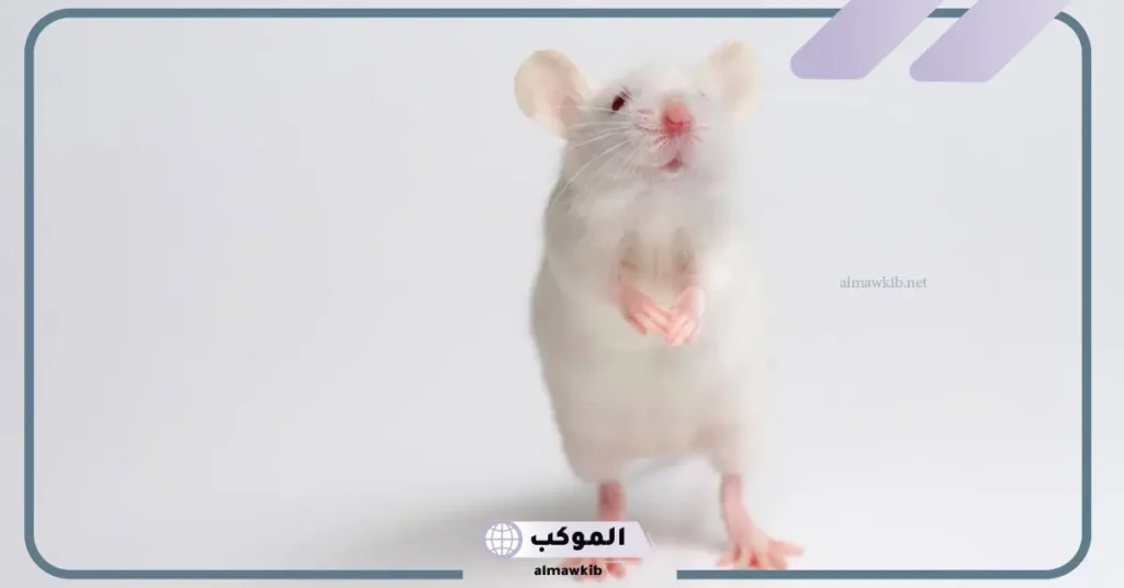 رؤية فأر أبيض في المنام للعزباء