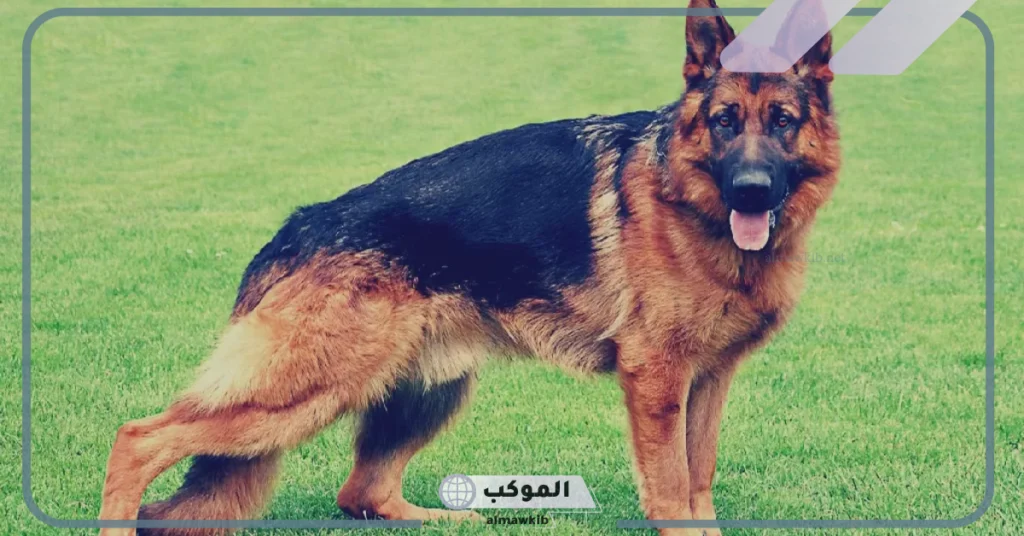 ما تفسير رؤية الكلاب في المنام للعزباء تهاجمها لابن سيرين 6 رؤية مجموعة من الكلاب في المنام