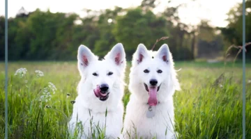 حلم الكلب الأبيض