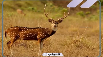 حلم غزال