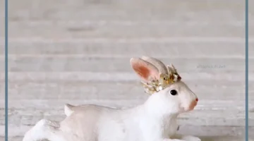 حلمت بارنب ابيض