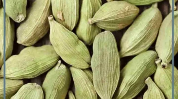 حلمت بالهيل