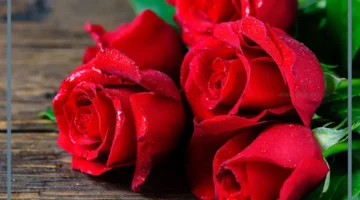 حلمت بالورد