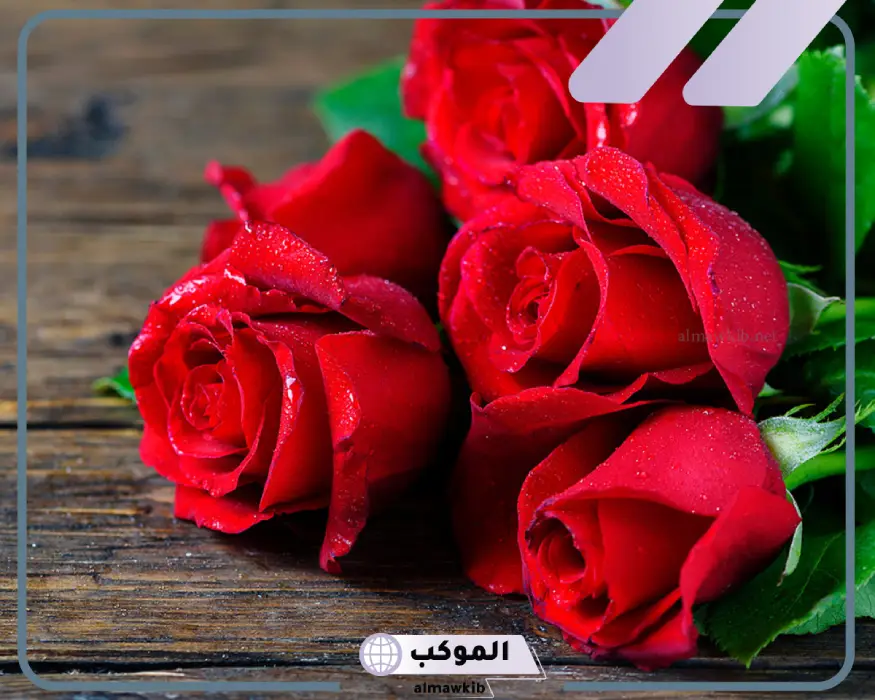 الورد في المنام للمتزوجة وفقًا لابن سيرين