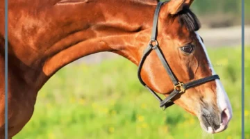 حلمت بحصان بني