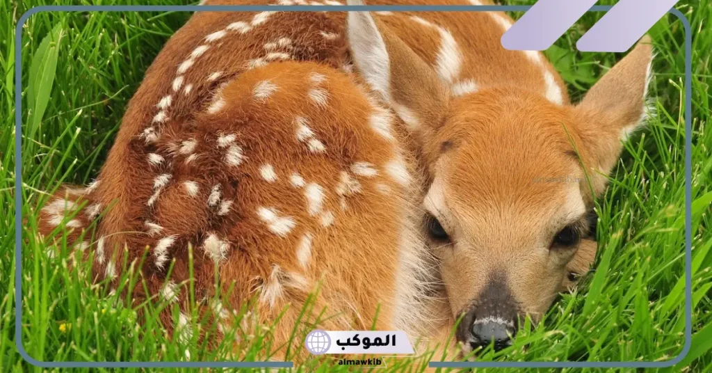 تفسير حلم الغزال في المنام وعلاقته بتحقيق الأماني والأهداف لابن سيرين 5 رؤية الغزال في المنام للعزباء