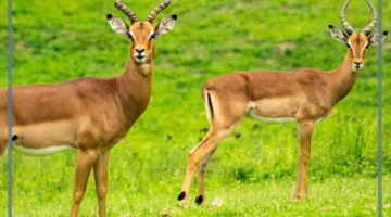 دلالات الغزالة