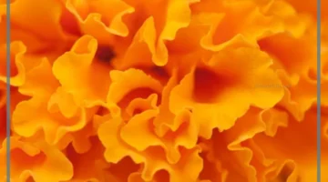 دلالات اللون البرتقالي